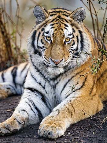 Animals, Muzzle, Predator, Big Cat, Sight, Opinion, Tiger, Paws HD phone wallpaper