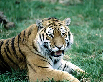 I'm So Tired, stripes, grass, cat, tiger HD wallpaper