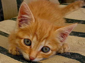 Kitty, cats, kitties HD wallpaper