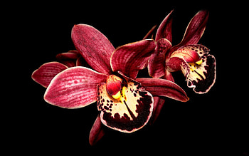 Boat Orchid, Orchids HD wallpaper