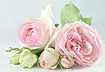 Flowers, Roses, To Lie Down, Lie, Bouquet HD wallpaper