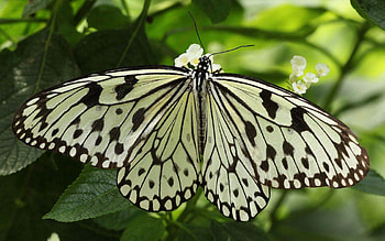 Leaves, Macro, Shine, Light, Form, Insect, Butterfly, Wings HD wallpaper