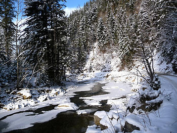 Winter, Nature, Rivers, Trees, Snow, Ate, Ukraine, Carpathians HD wallpaper