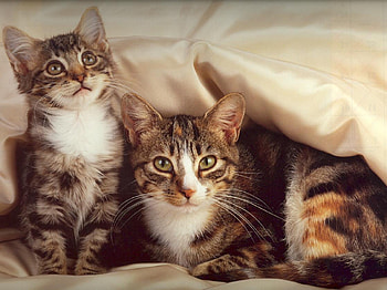 Cuddly cats., animal, kitten, cuddly, cute, cat HD wallpaper