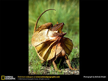 Frilled Lizard, lizards, reptiles, animals HD wallpaper