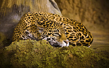 Animals, Leopard, Spotted, Spotty, Big Cat, Sleep, Dream HD wallpaper
