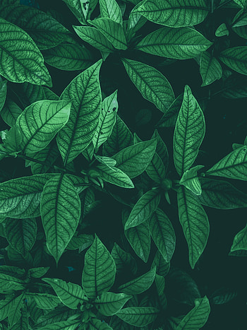 Nature, Leaves, View From Above, Buds HD phone wallpaper