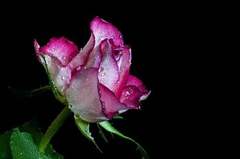 Carnation, hot pink, beautiful, rose one, flower HD wallpaper