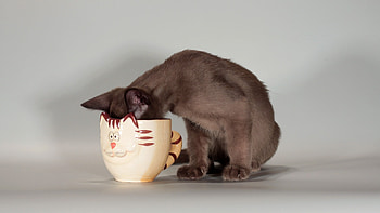 Funny, Animals, Cats HD wallpaper