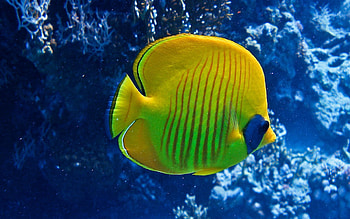 Animals, Striped, Underwater World, To Swim, Swim, Fish HD wallpaper