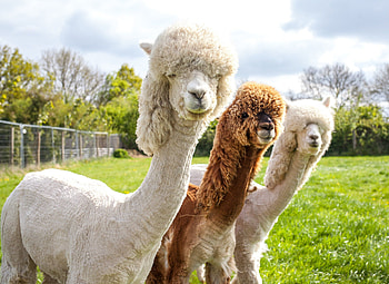 Alpaca , Unique design, Eye-catching choice, Personalized screen HD wallpaper