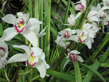 Healing flowers 50 Orchids, purple, green m garden, white, graphy, green, Flowers, garden, orchids HD wallpaper