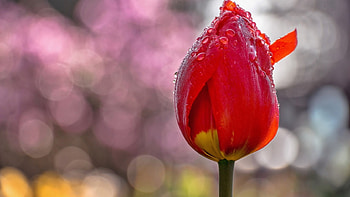 Tulip in the rain, spring, tulip, rain, , nature, flowers HD wallpaper