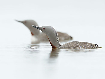 Birds in Water, cool, birds, water HD wallpaper