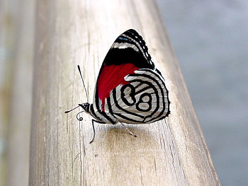 Patterns, Macro, Surface, Butterfly, Wings HD wallpaper