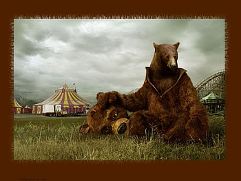 whats inside counts, bears, brown, costume, carnival, animals HD wallpaper