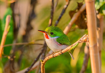 bird, branches, Cuba, cute HD wallpaper