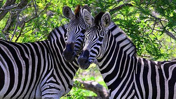 Zebra , Wildlife beauty, African savannah, Striking pattern HD wallpaper