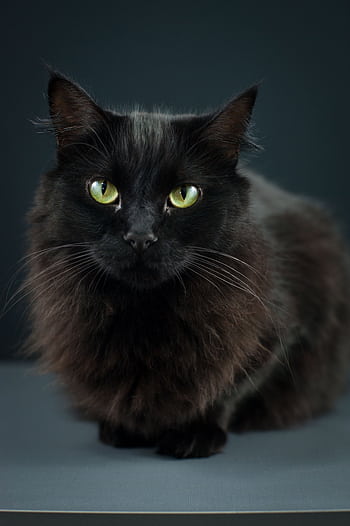 Charming portrait of a fluffy black cat with bright green eyes in a studio setting. HD phone wallpaper