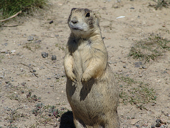 White-tailed Prairie Dog, Cynomys leucurus, Inaturalist HD wallpaper