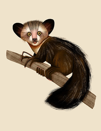 Outreach capacity, Lemur conservation, Aye Aye HD phone wallpaper