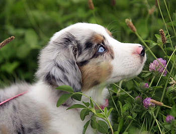 Blue eyes, dog, puppy, animals, cachorro, cute HD wallpaper