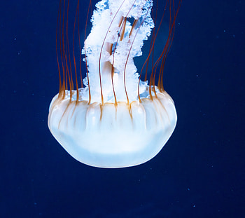 Jellyfish, white glow, underwater HD wallpaper