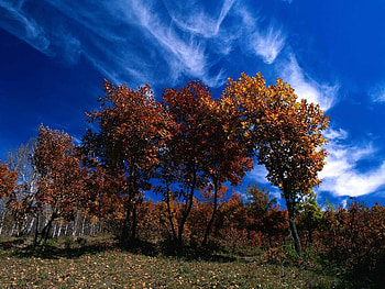 blue sky, blue, landscape, trees, sky, nature, grass, cloud HD wallpaper