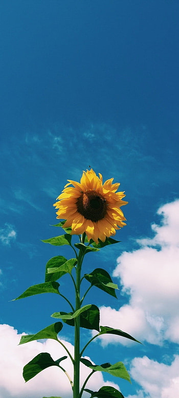 Sunflower, cloud, sky HD phone wallpaper