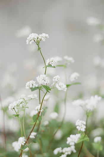 Close-up of delicate white wildflowers blooming in a serene meadow during summer. HD phone wallpaper