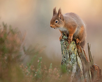 Squirrel, animal, tail, paw HD wallpaper