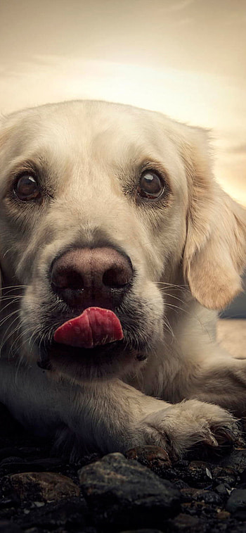 Friendly dog, Wholesome pet, Loyal companion HD phone wallpaper