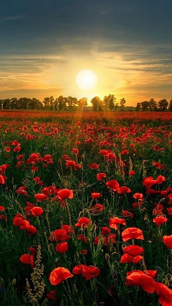 Flowers , Sunrise, Good Morning HD phone wallpaper