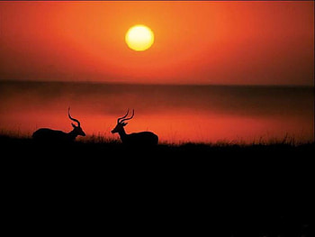 Sunset view along Deer, nature, , animals, sunset HD wallpaper