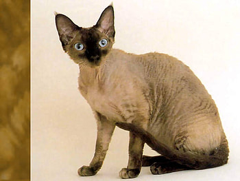 Siames, animal, kitten, cat HD wallpaper