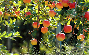 Apple Tree, , Apples food fruit, Nature HD wallpaper