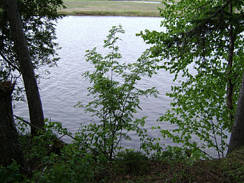 untitle15, blue, trees, river HD wallpaper