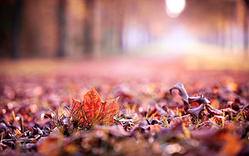 close up autumn leaves leaf leaf autumn autumn leave leaves macro blur beautiful full HD wallpaper