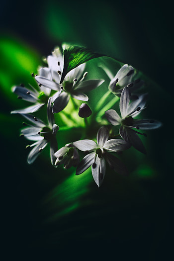 Flowers, Leaves, Macro, Bloom, Flowering, Ramson HD phone wallpaper
