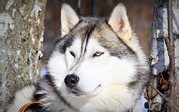 Animals, Dog, Muzzle, Eyes, Husky, Haska HD wallpaper