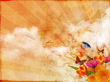 Butterflies, vector HD wallpaper