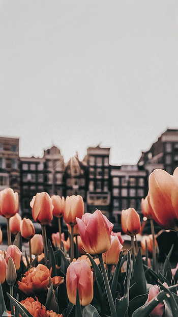 tulips, Floral graphy, Beautiful , Blooming art HD phone wallpaper
