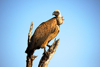 Vulture Bird, vulture, bird, animals, closeup, graphy HD wallpaper