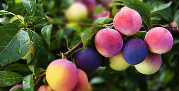 Plum fruit, Striking background, for , YL Computing HD wallpaper