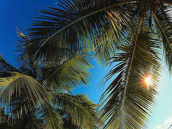 palm-beach HD wallpaper