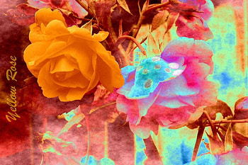 Orange rose colorful, rose, flowers HD wallpaper
