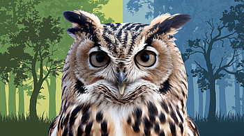 Stunning Owl in Ultra, owl, Animal, portrait, Wildlife, nature HD wallpaper