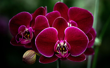 Orchids, Bright, Macro, Petals HD wallpaper