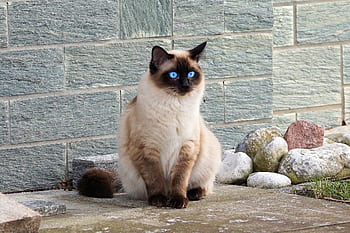 A Siamese cat with striking blue eyes sitting on a stone path outdoors. HD wallpaper
