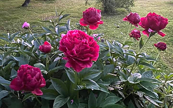 Peonies at Sunrise, Latvia, flowers, peonies, dark red HD wallpaper